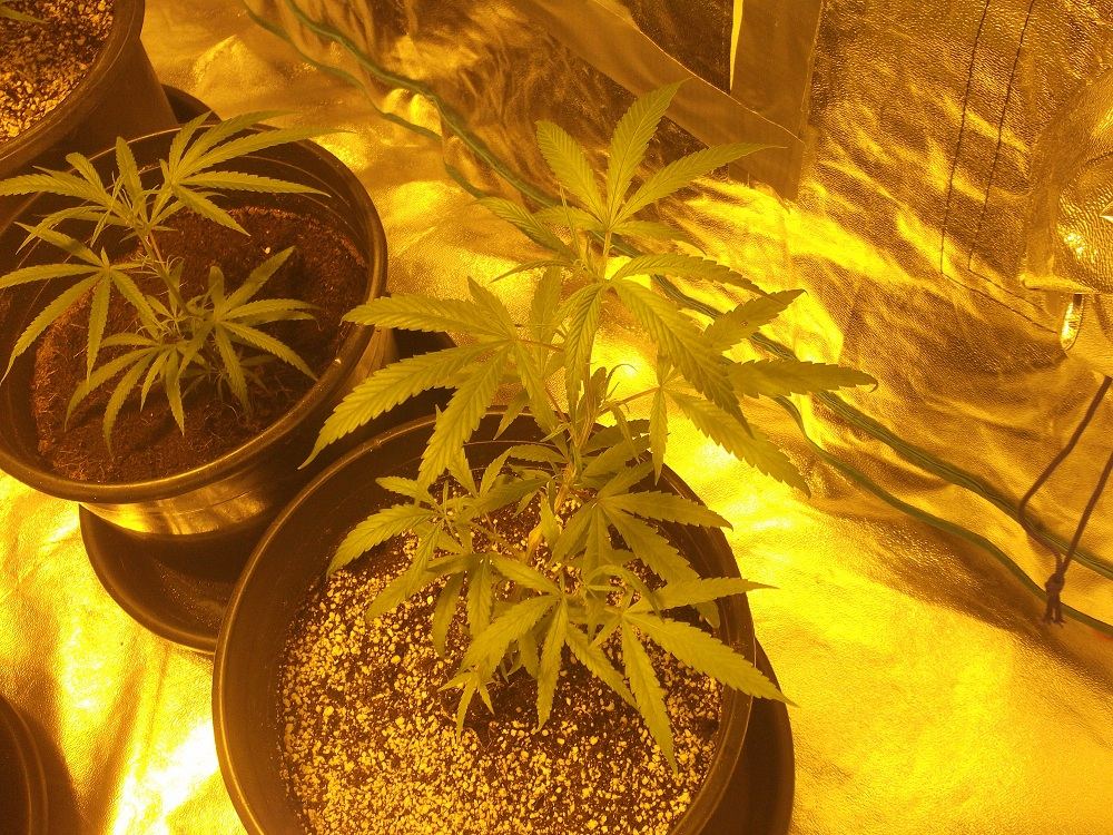 New medical grow first time in coco