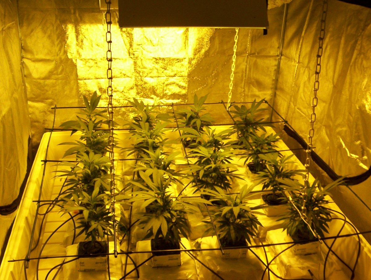 New member 1st hydro grow pics clone to current 3