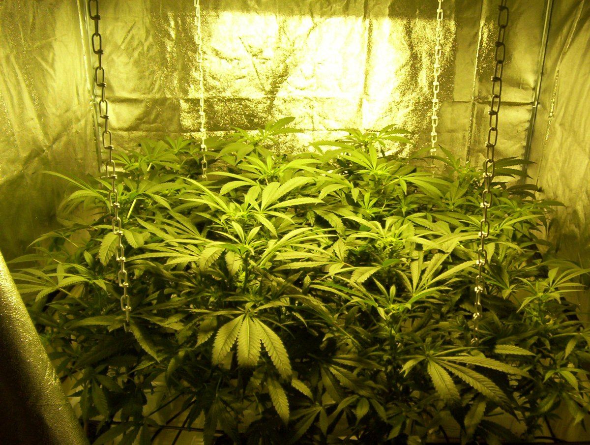 New member 1st hydro grow pics clone to current 4