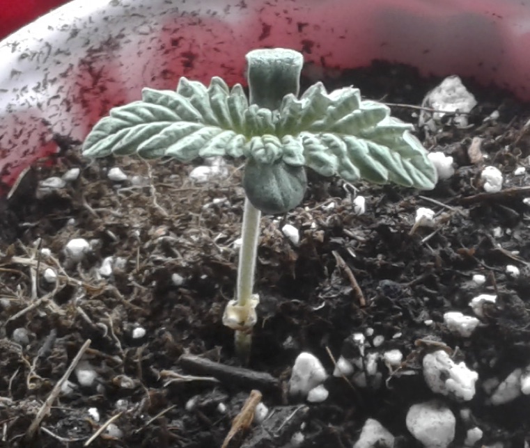 New member and wild cannabis grow 2