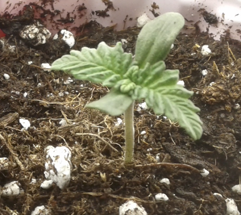 New member and wild cannabis grow 4