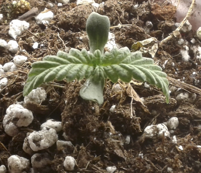 New member and wild cannabis grow 8