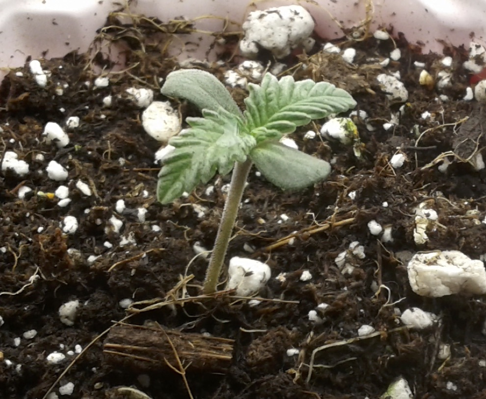 New member and wild cannabis grow