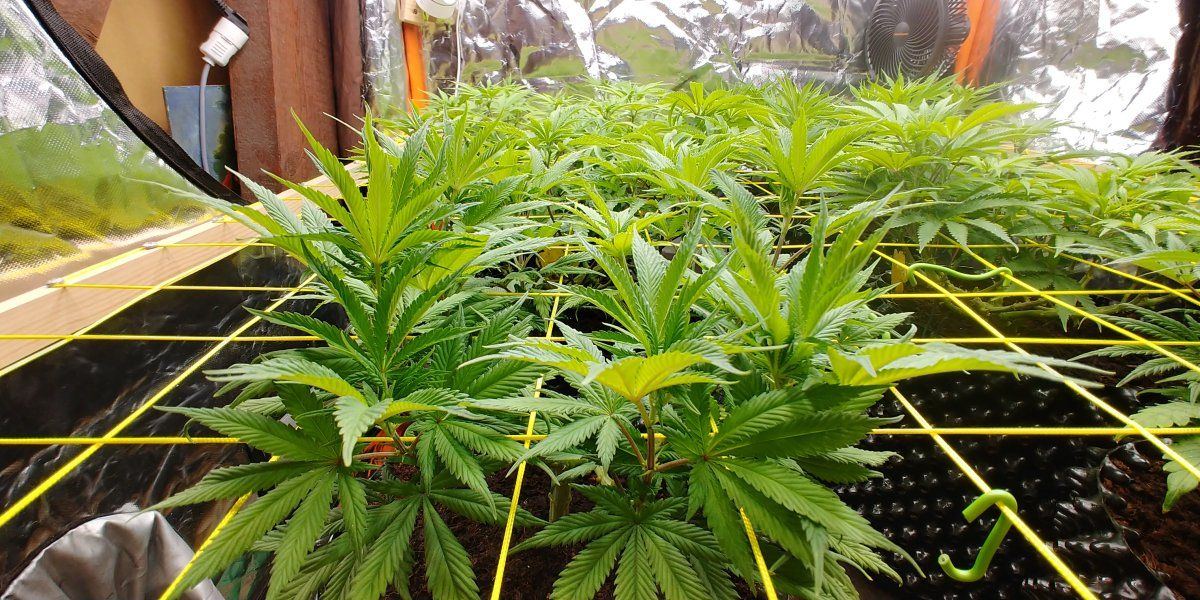 New member passionate about growing 2