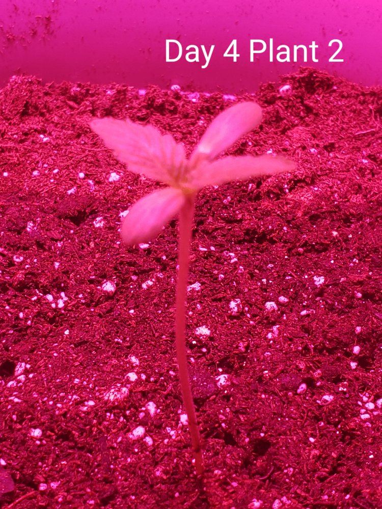 New member with first grow 17