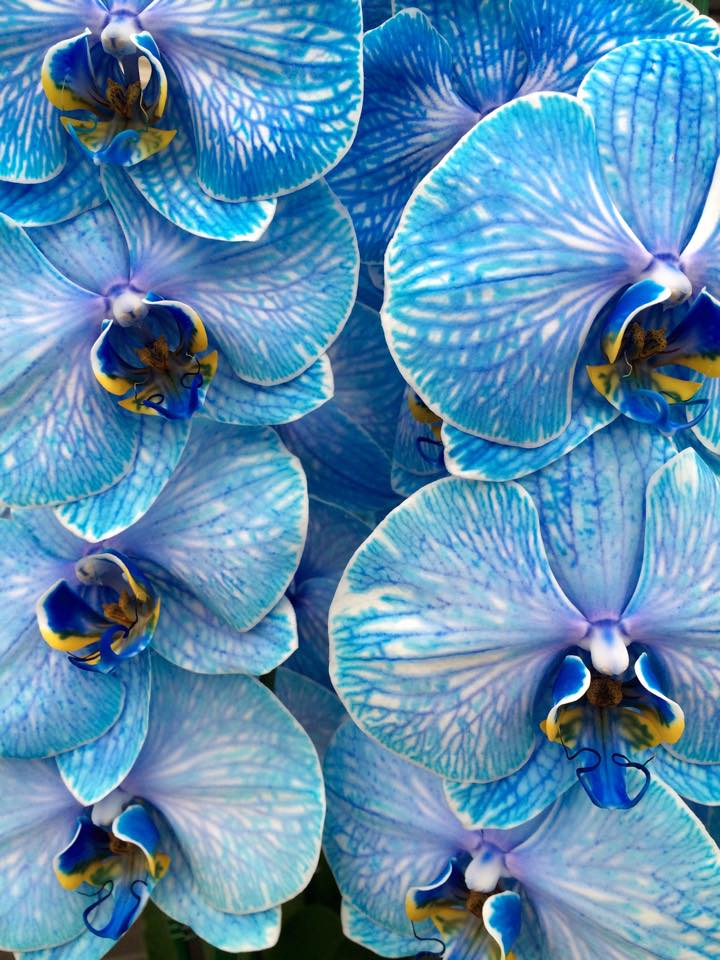 New orchids 5