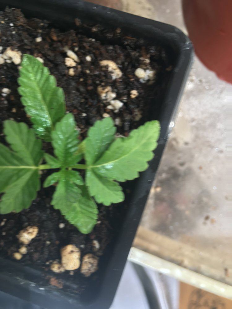 New outdoor grow  slight problems need a diagnose 3