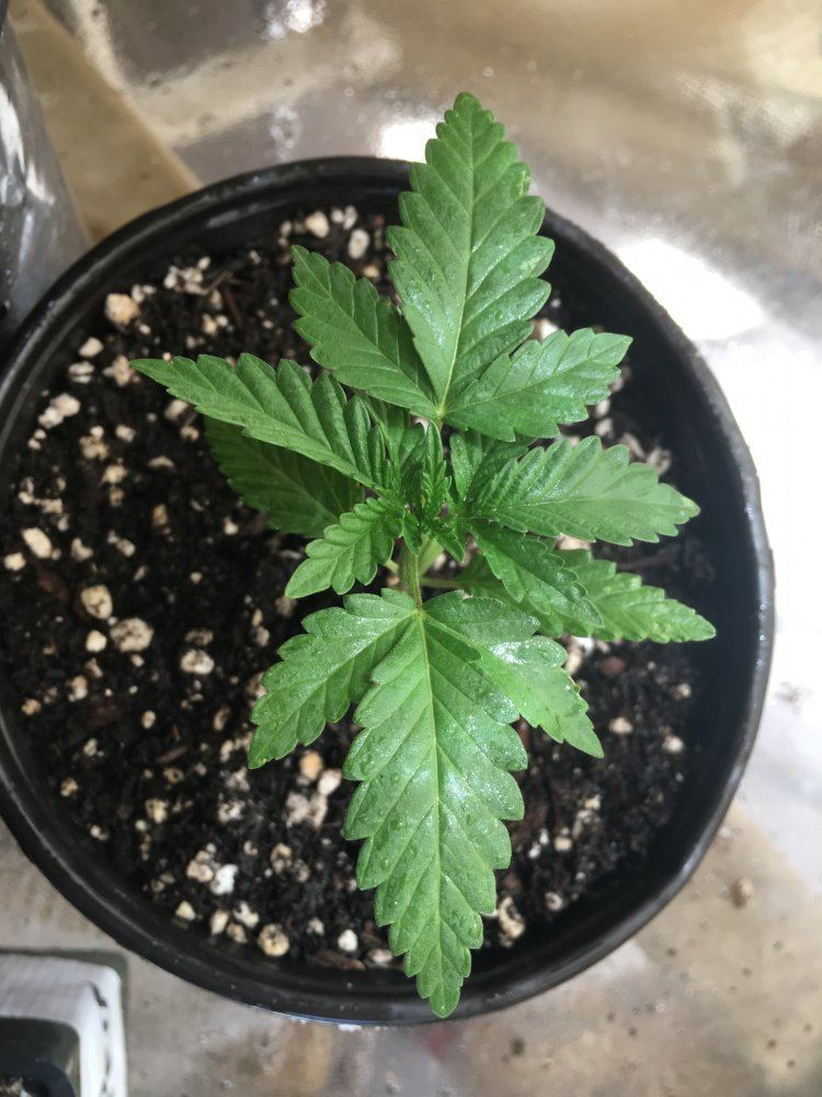 New outdoor grow  slight problems need a diagnose 4