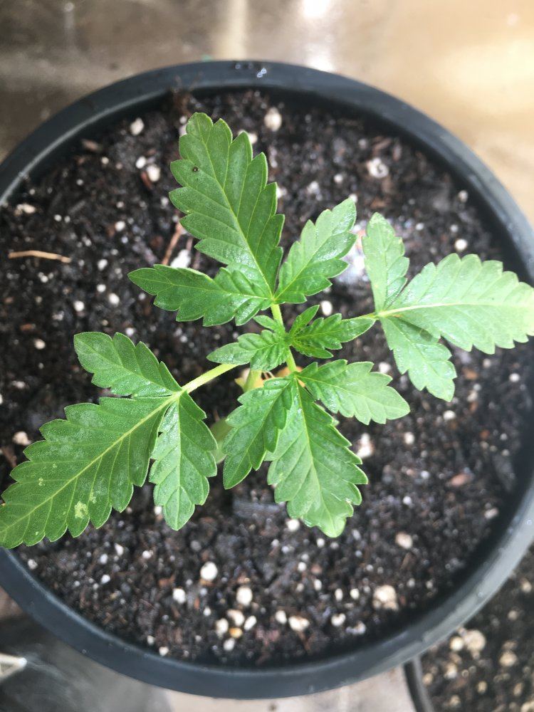 New outdoor grow  slight problems need a diagnose 5