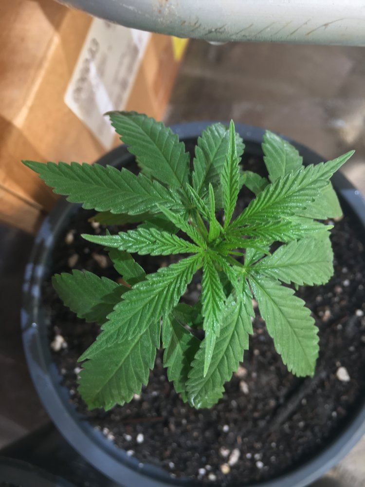 New outdoor grow  slight problems need a diagnose 6