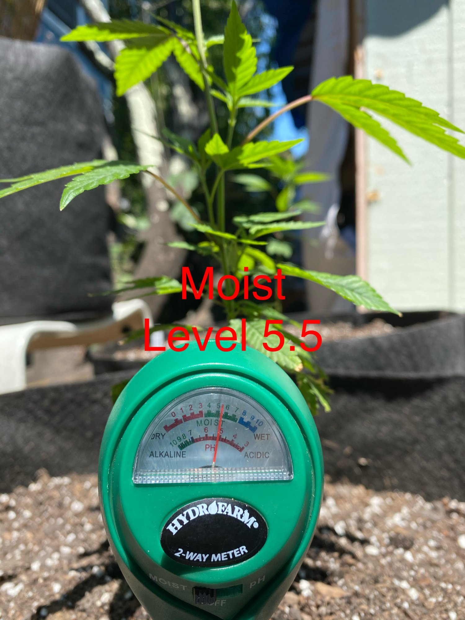 New outdoor grower looking for advice 3