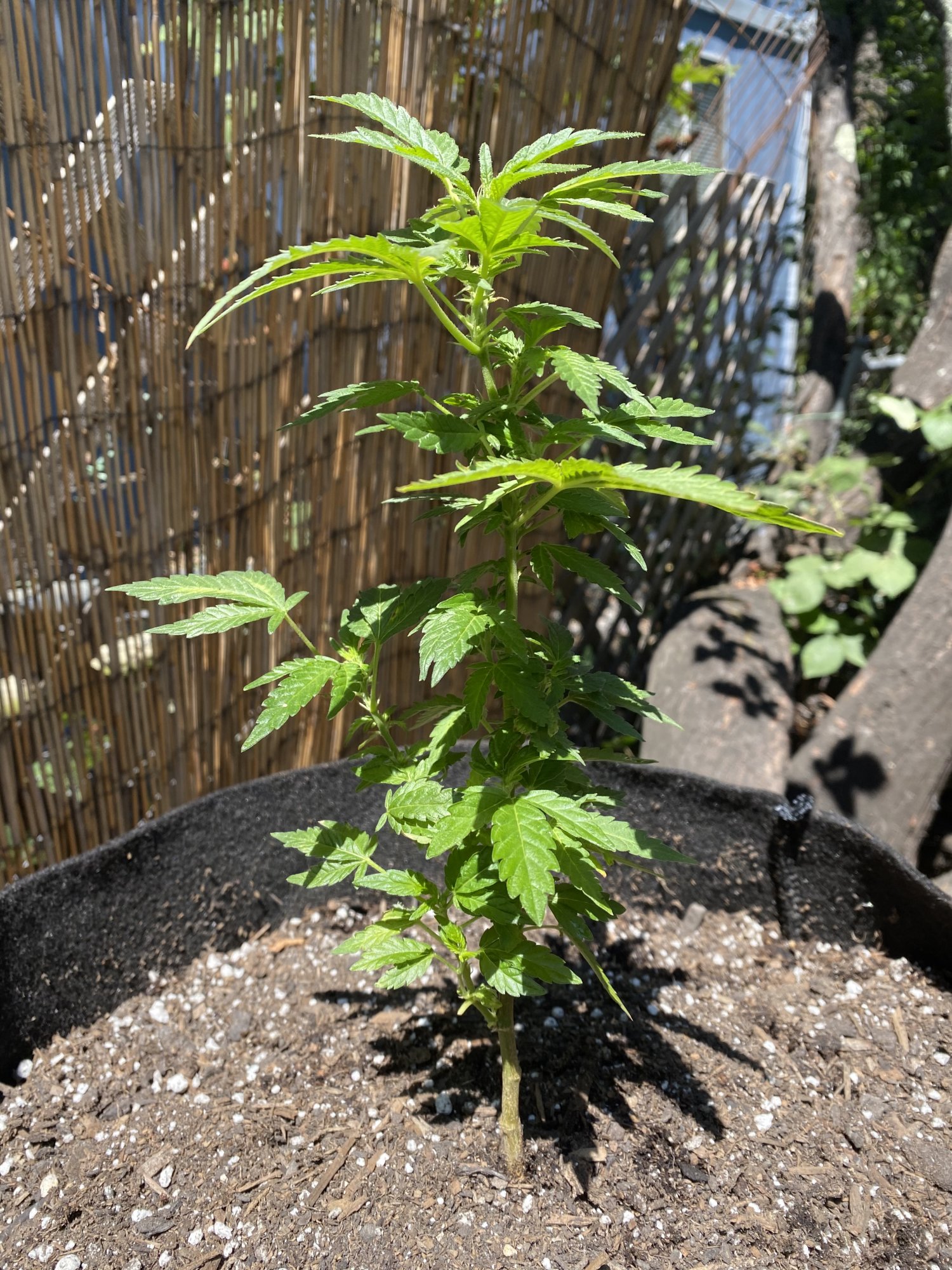 New outdoor grower looking for advice 5