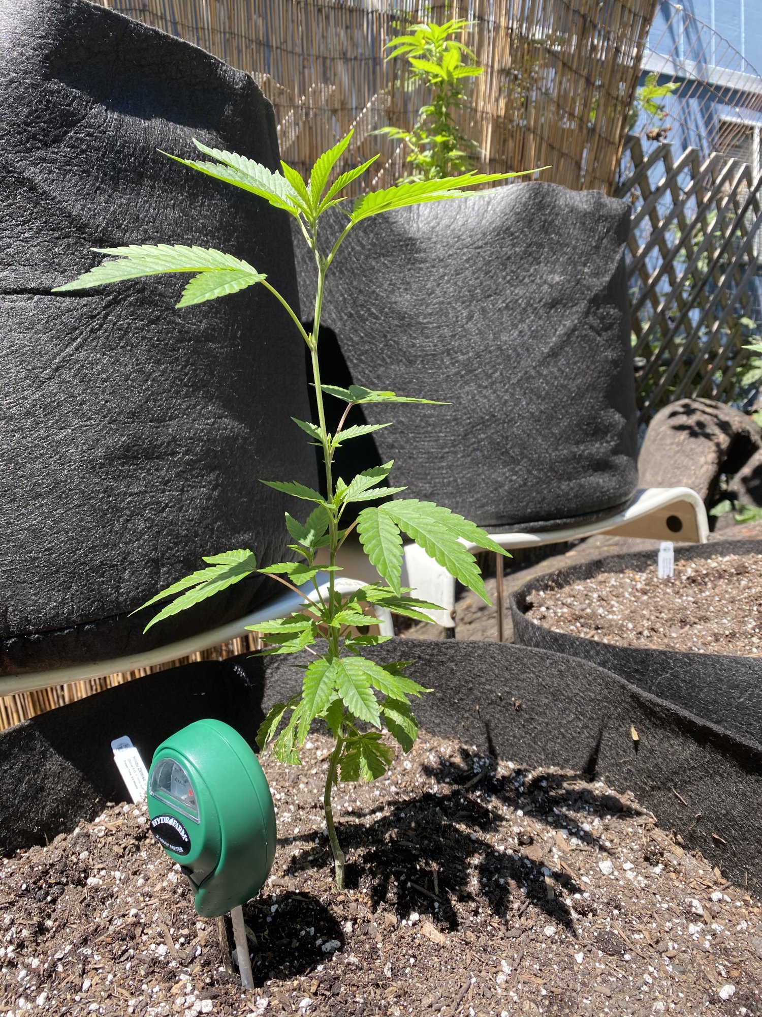 New outdoor grower looking for advice