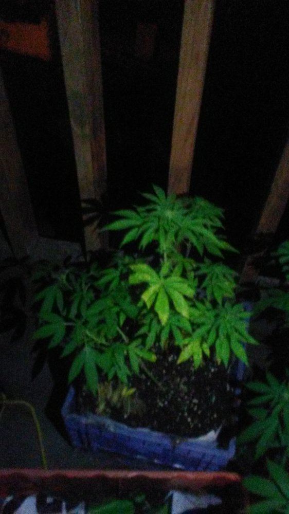 New outdoor grows first plants 5
