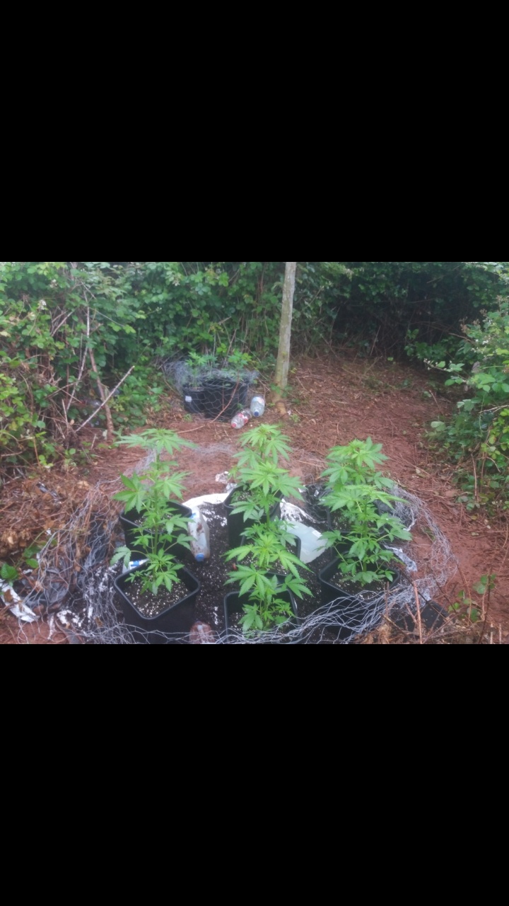 New outdoor plant grow any tips 9