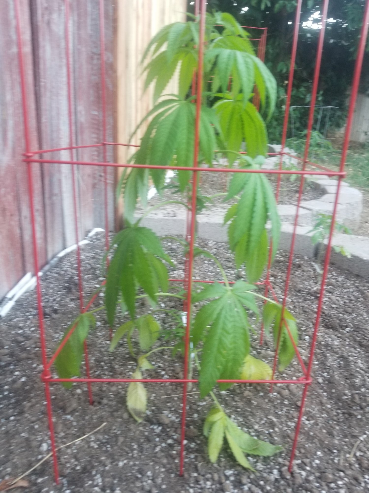 New outside grower