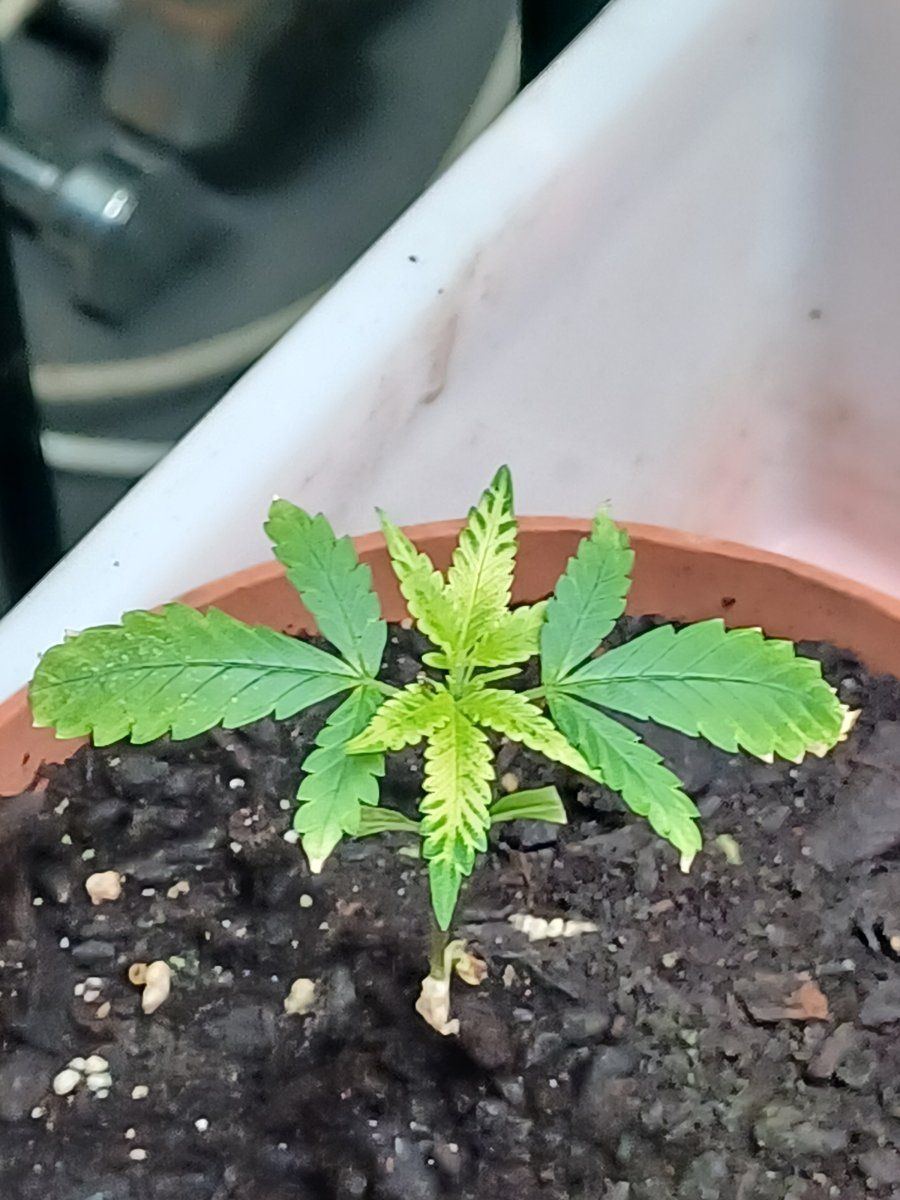 New plants not doing well 3