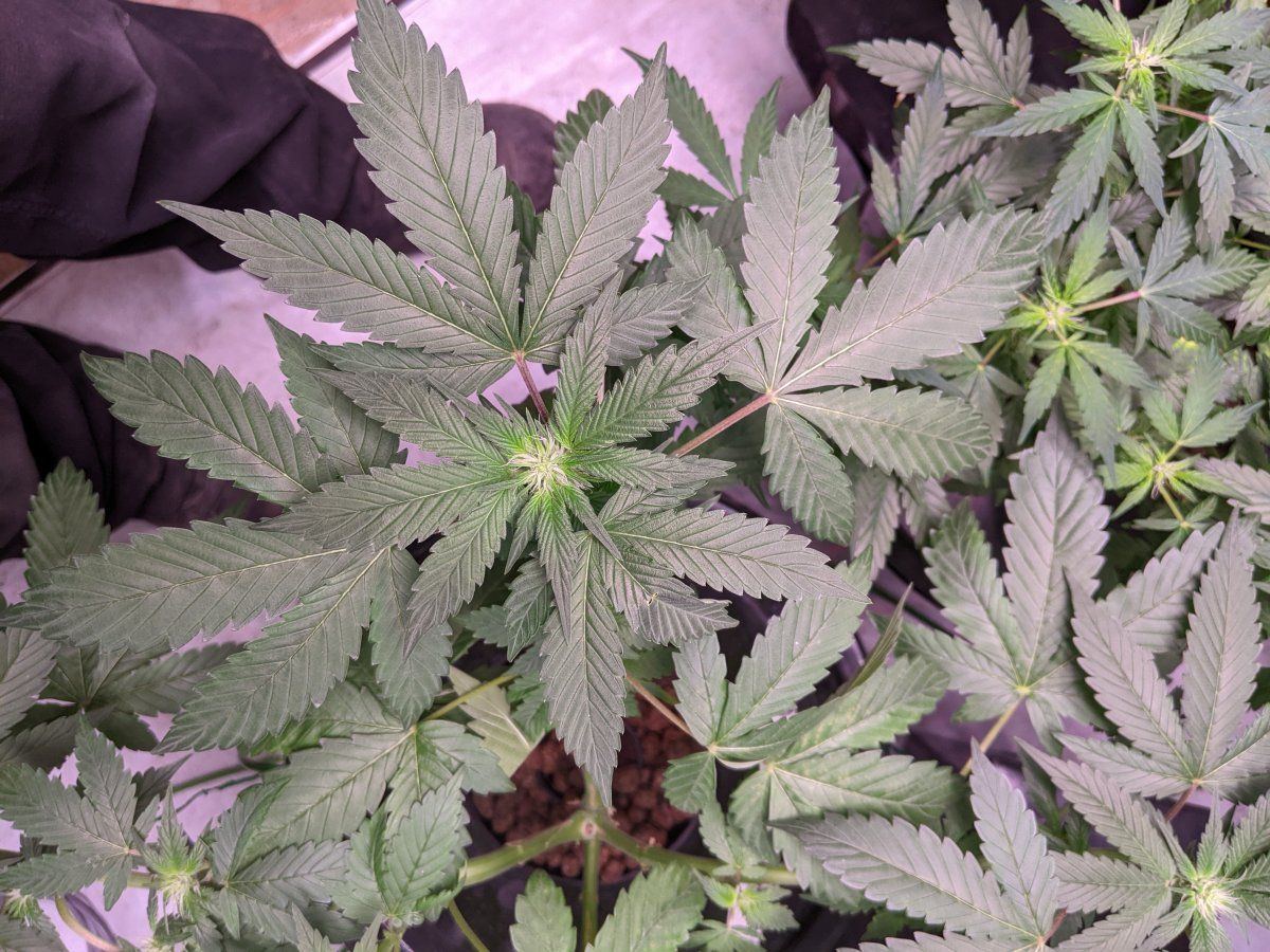 New plants same spots what am i doin wrong 2