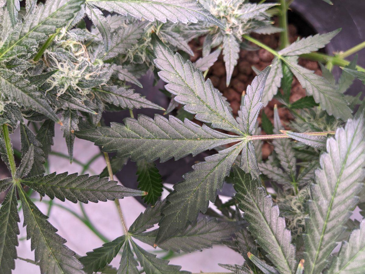 New plants same spots what am i doin wrong 3