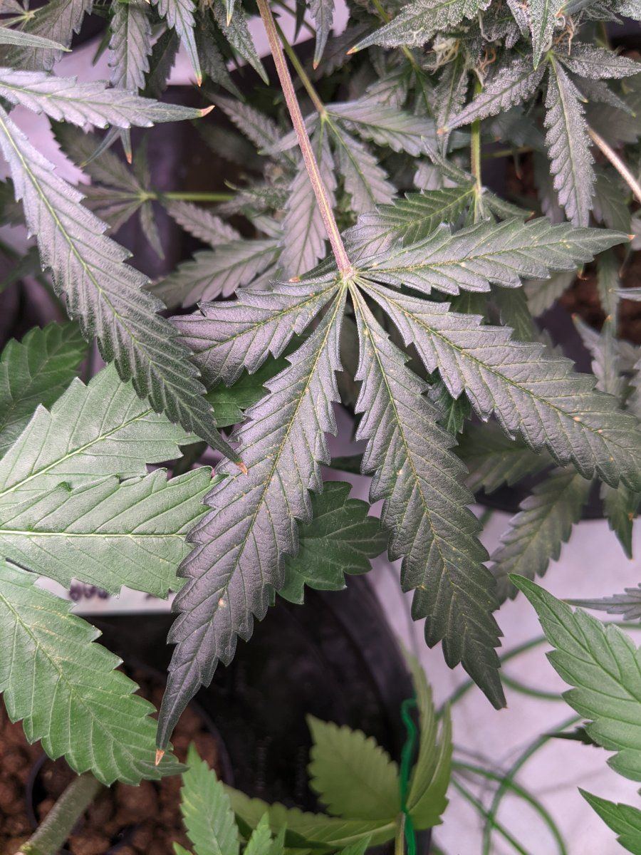New plants same spots what am i doin wrong 4