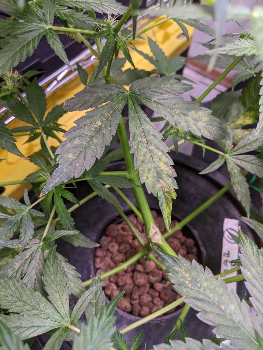 New plants same spots what am i doin wrong 7