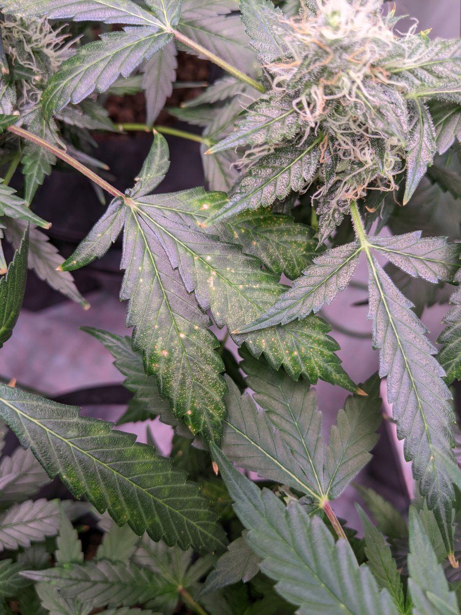 New plants same spots what am i doin wrong 8