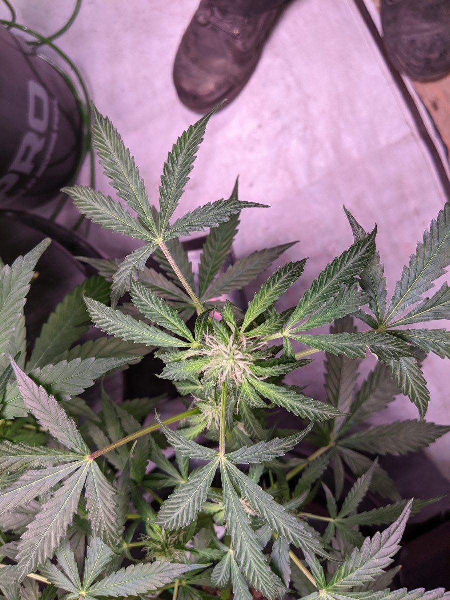 New plants same spots what am i doin wrong