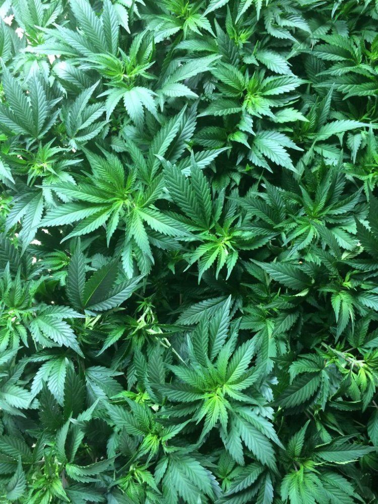 New room new medium new strain 2