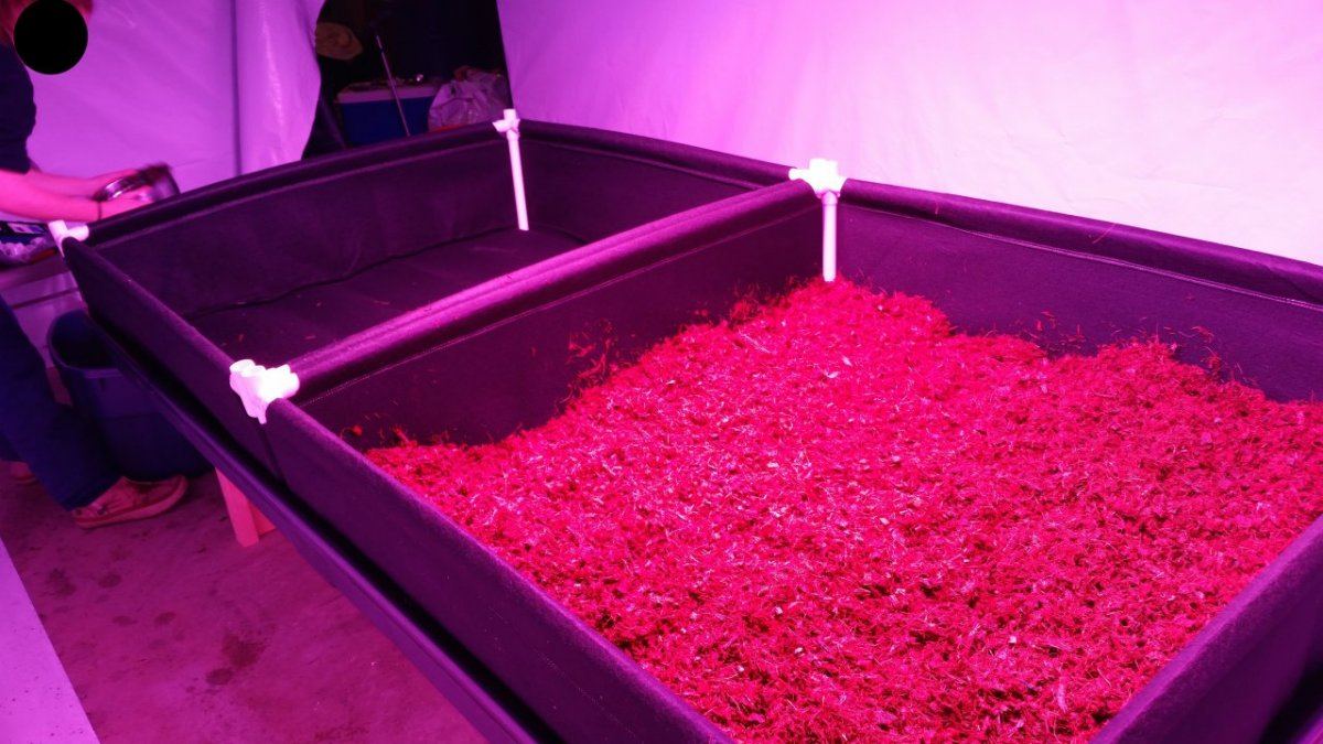 New room new medium new strain 3