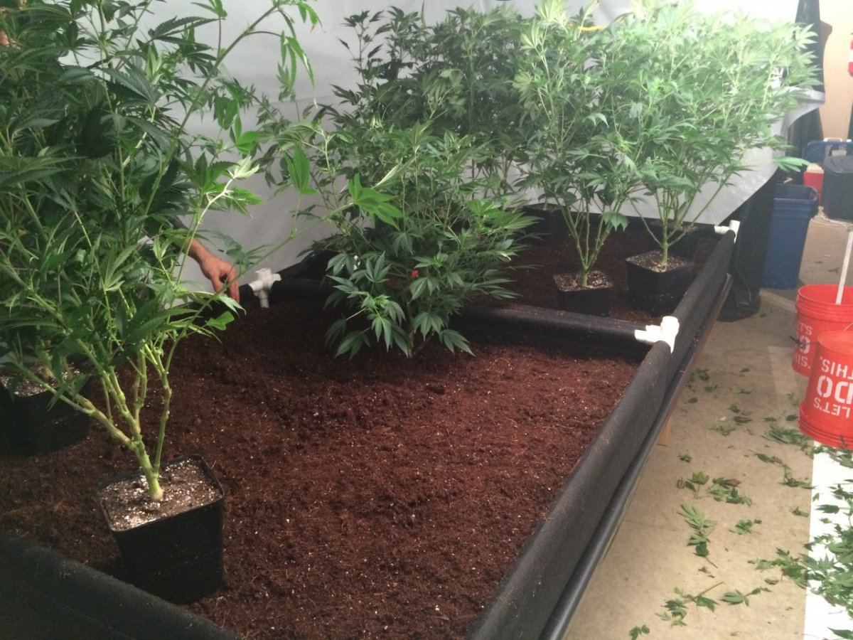 New room new medium new strain 7