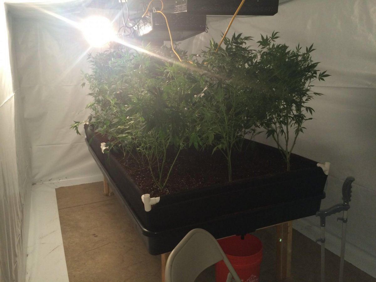 New room new medium new strain 8