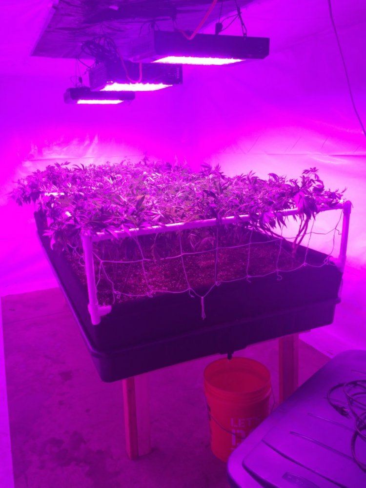 New room new medium new strain 9