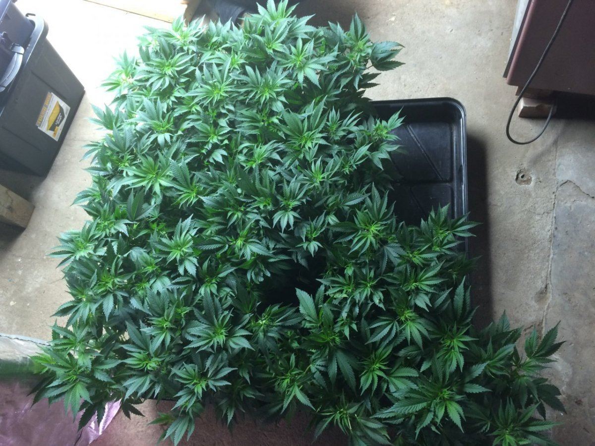 New room new medium new strain