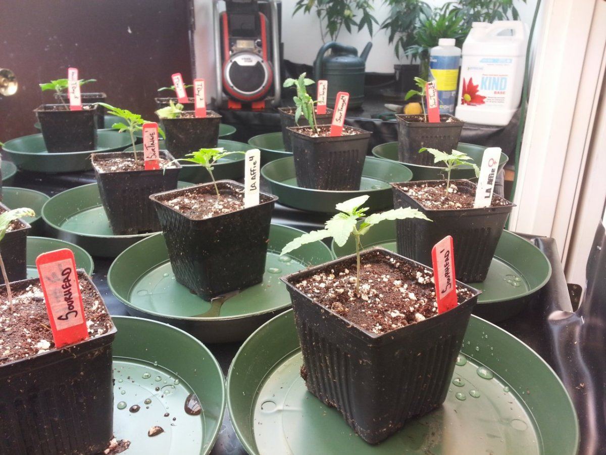 New Seeds 1
