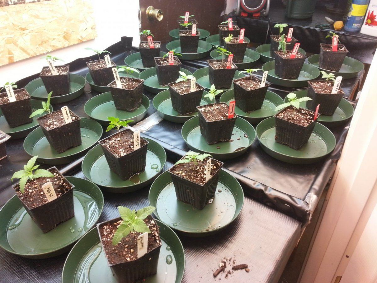New Seeds 6