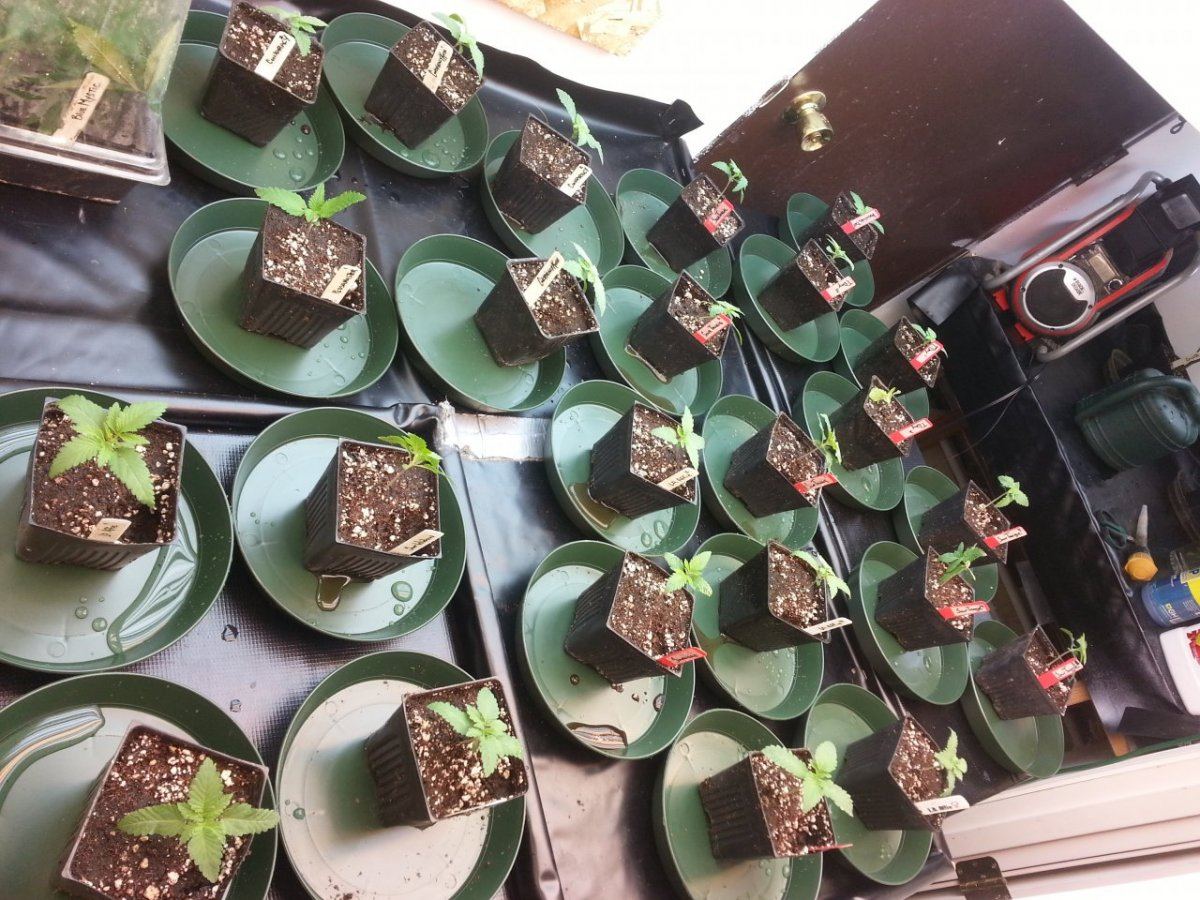 New Seeds 7