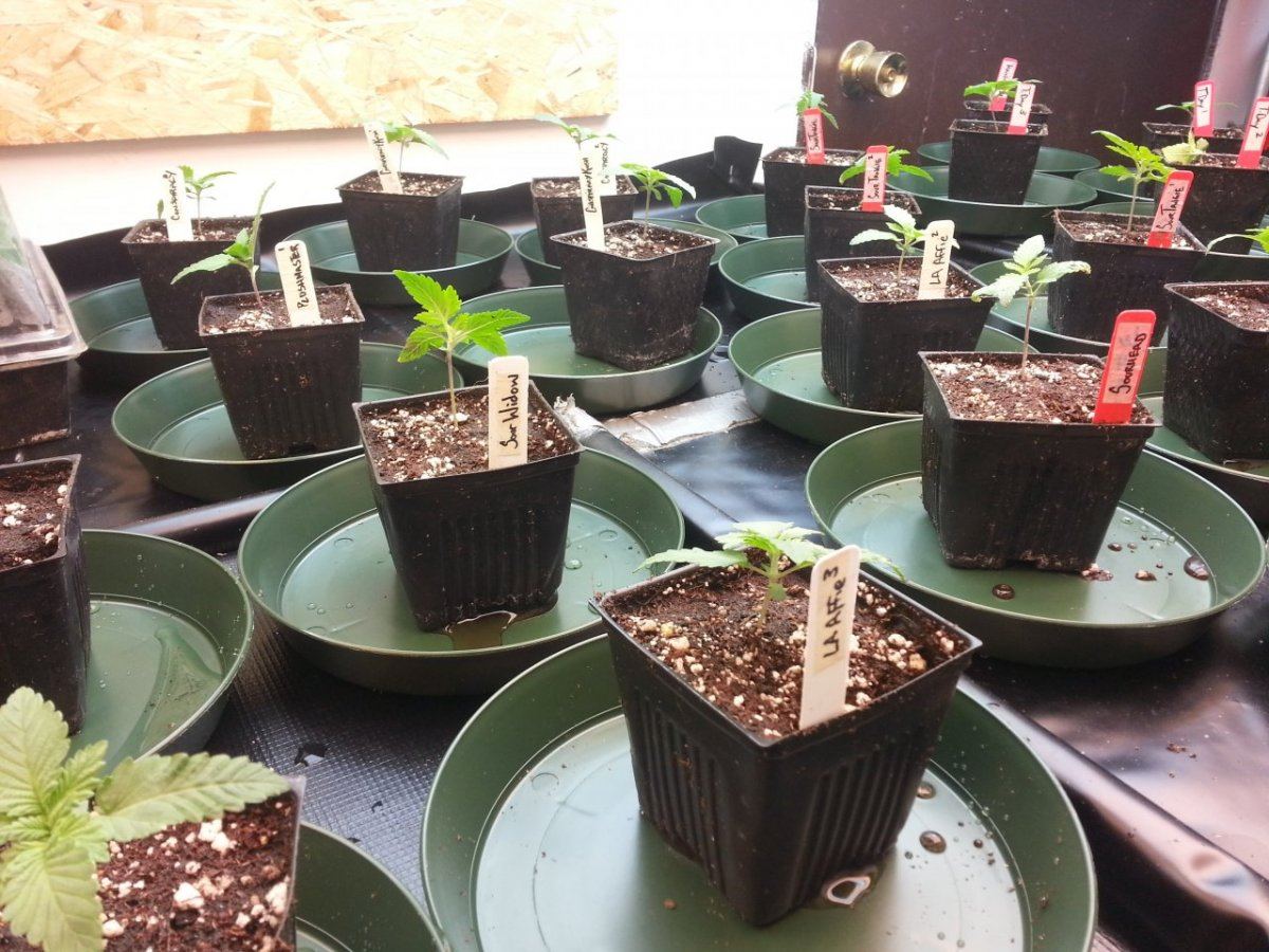 New Seeds 8