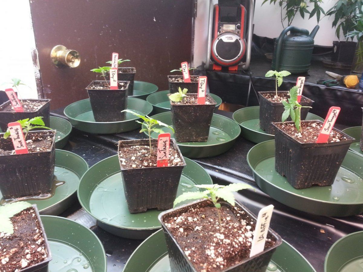 New Seeds 9