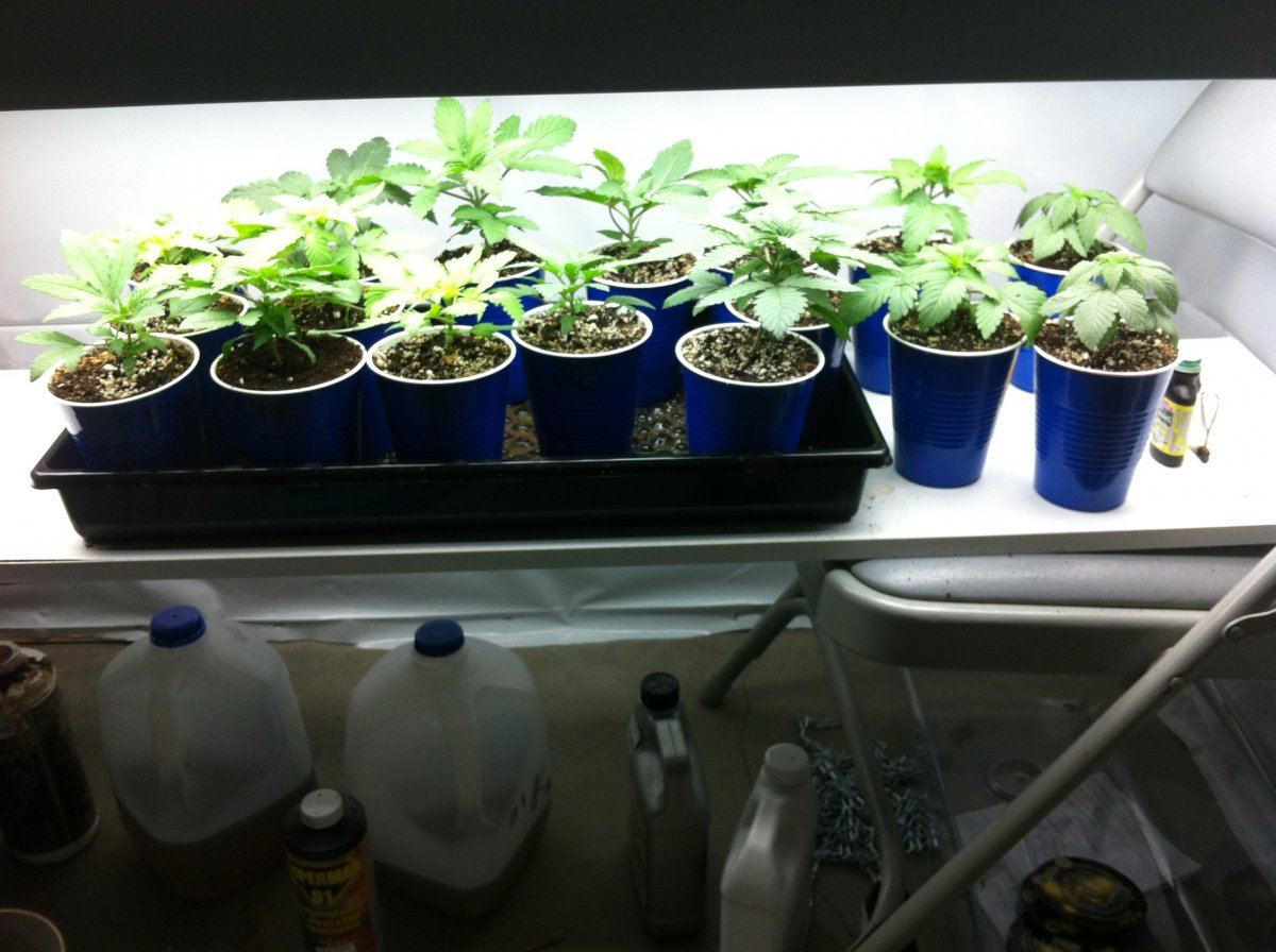 New seeds one month old  please check out 3