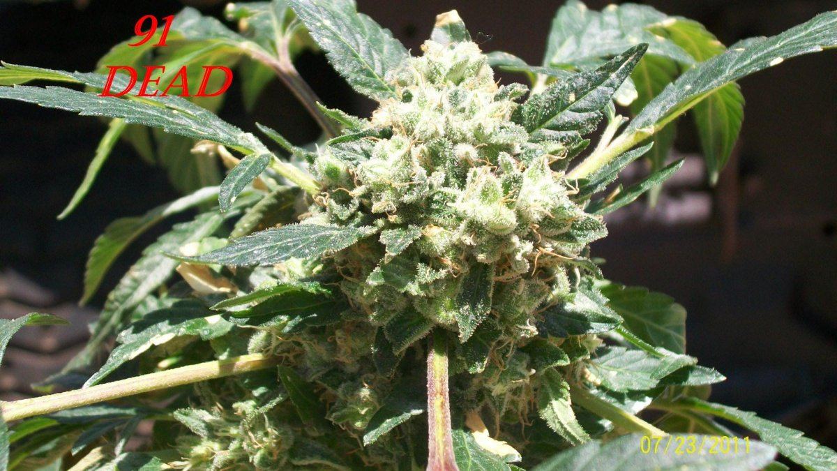 New strains 6232011 023 91Dead