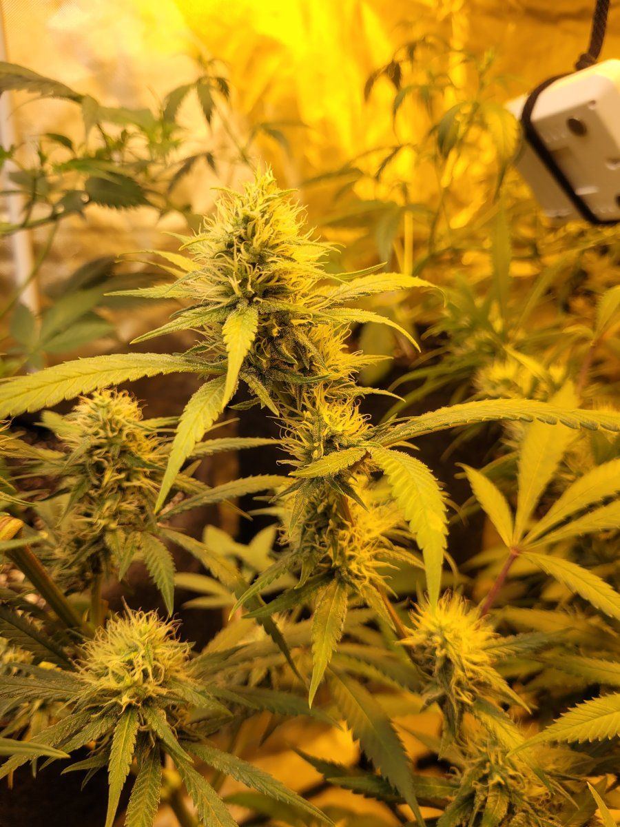 New strains to test run in the 8x4 10