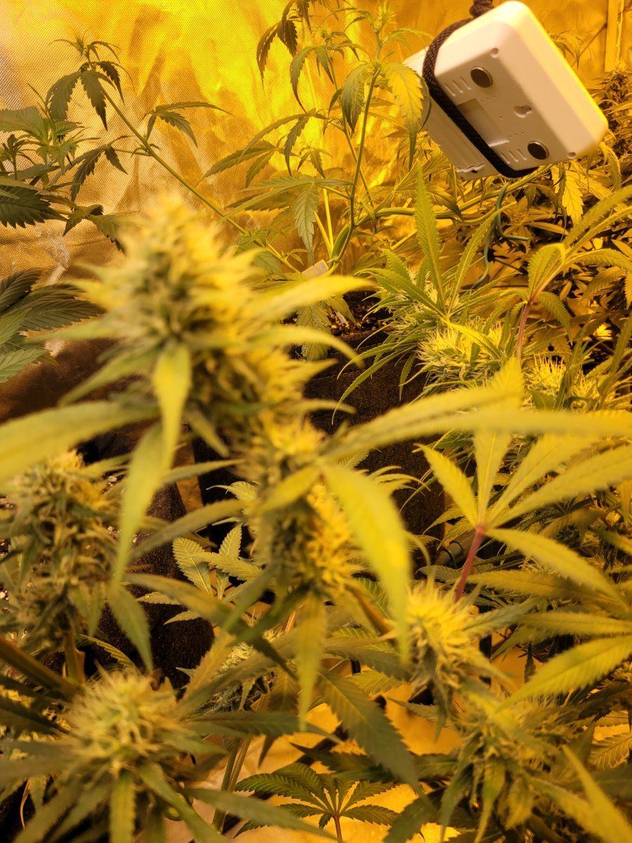 New strains to test run in the 8x4 11