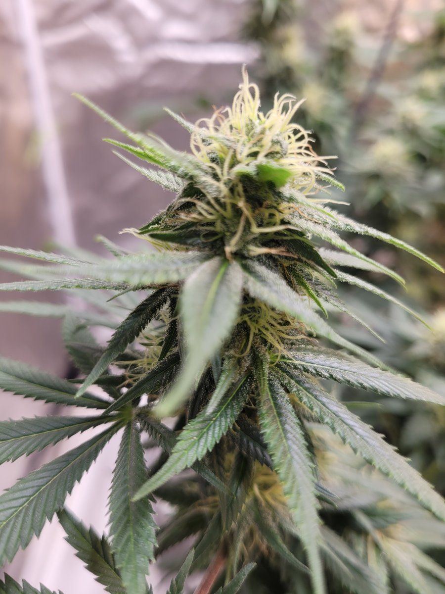 New strains to test run in the 8x4 14
