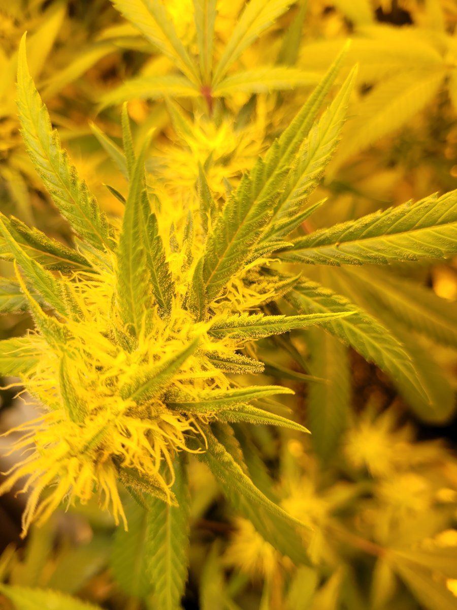 New strains to test run in the 8x4 15