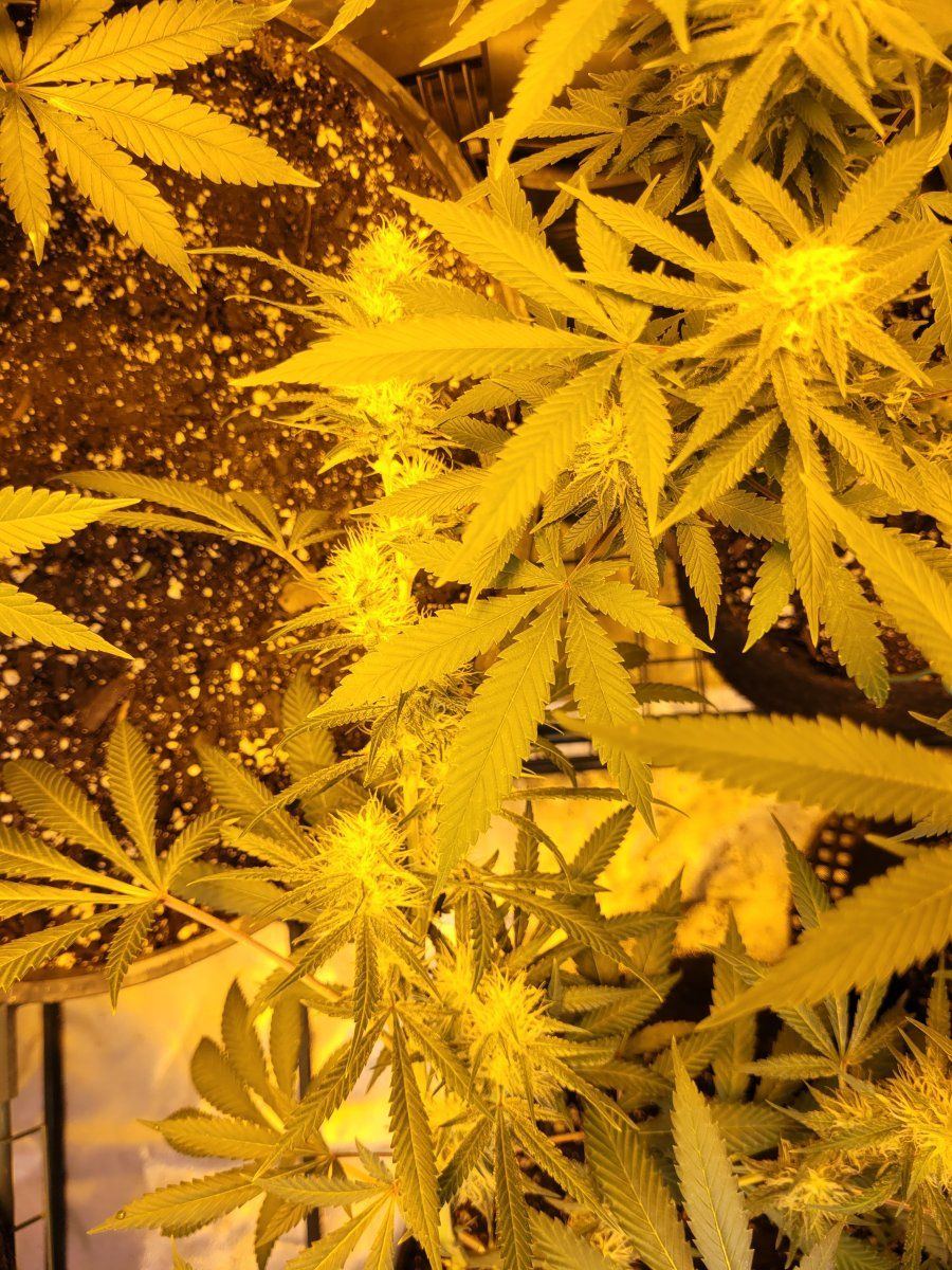 New strains to test run in the 8x4 3