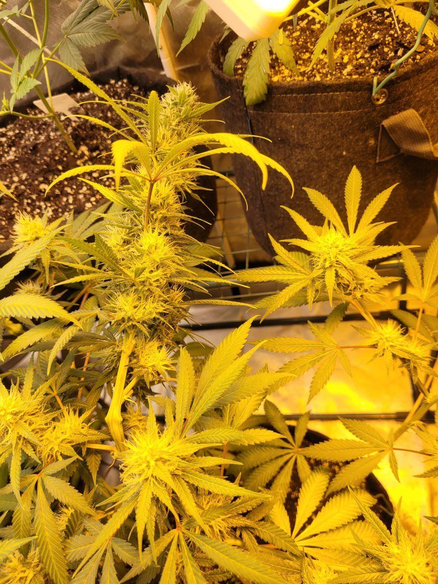 New strains to test run in the 8x4 4