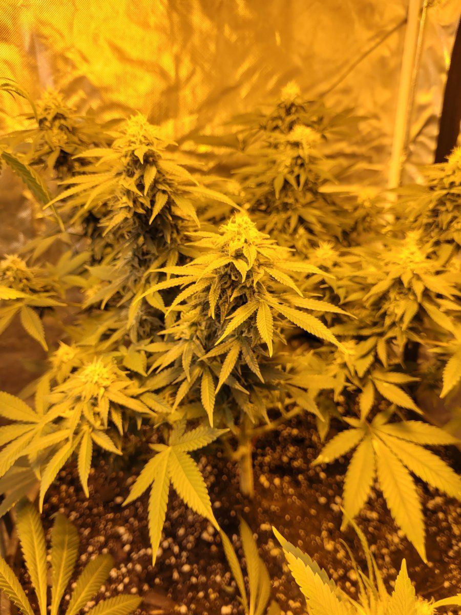 New strains to test run in the 8x4 5