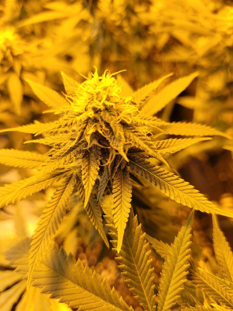 New strains to test run in the 8x4 6