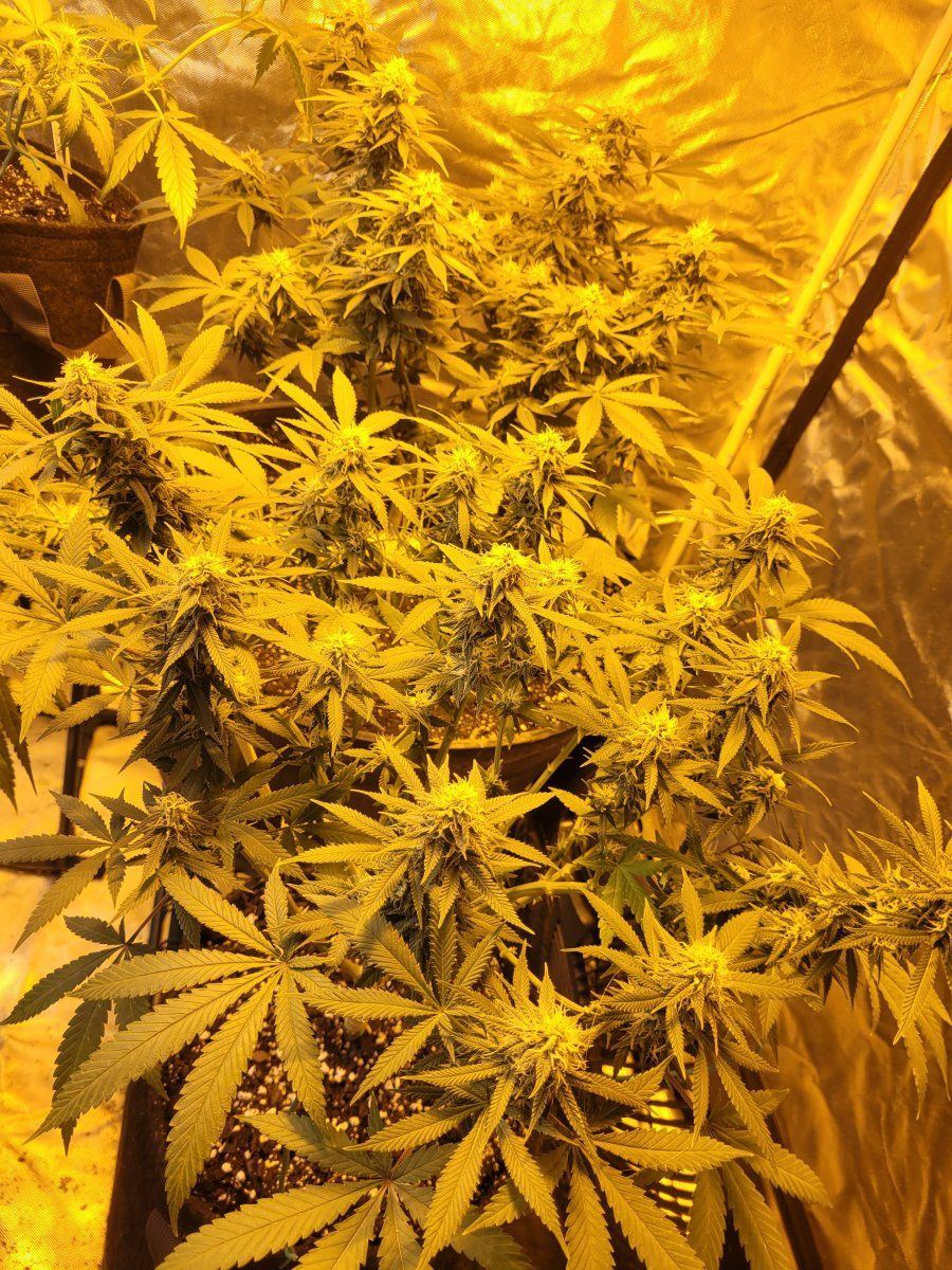 New strains to test run in the 8x4 7