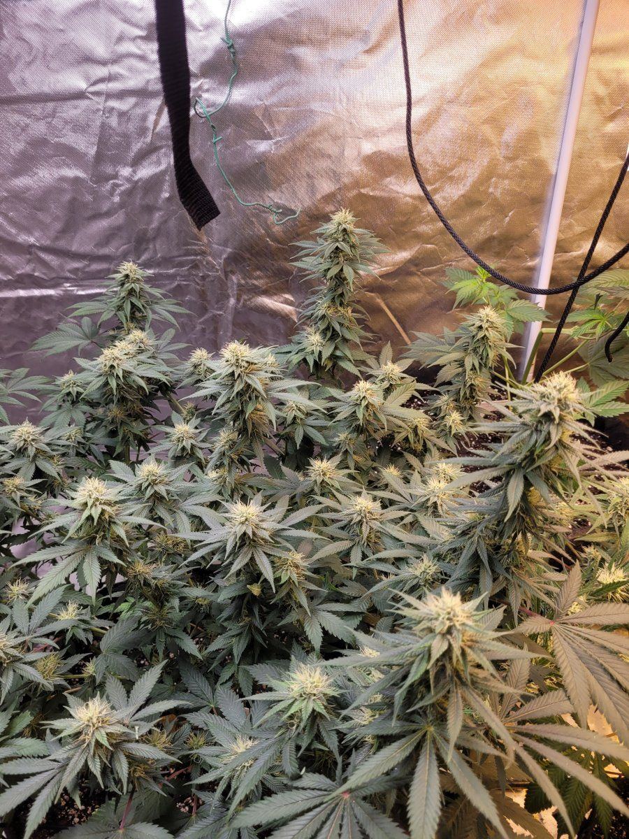 New strains to test run in the 8x4 8